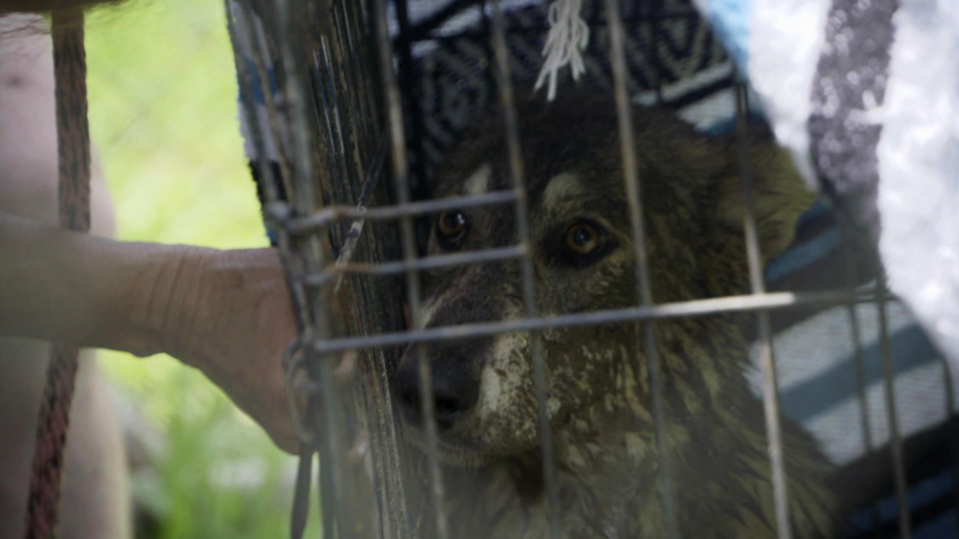 Wolfshunde in Gefahr
