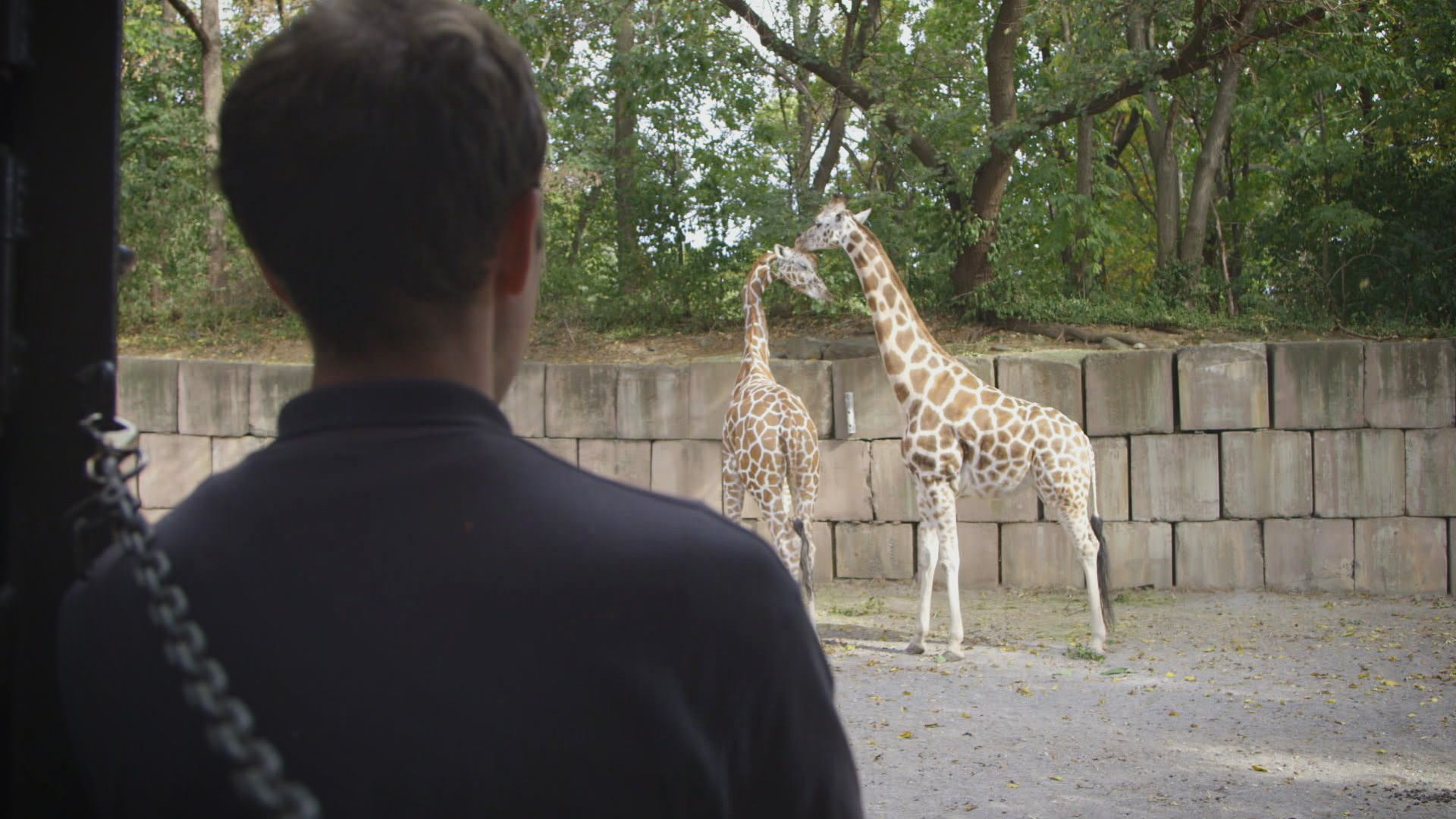 Blind Date im Giraffenhaus