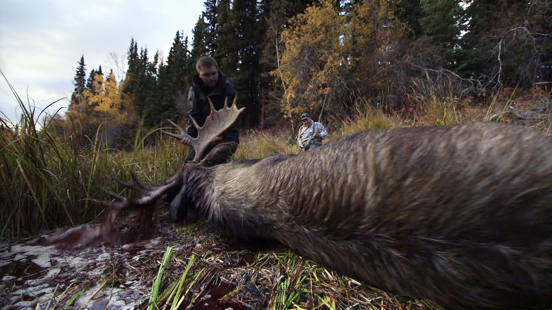 Schatten der Verwüstung