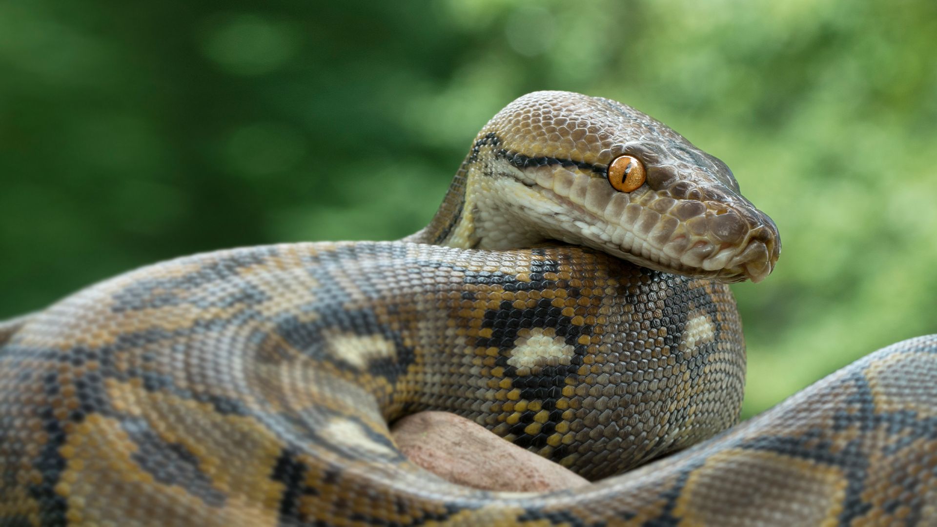 Die Pythonjäger - Einsatz in den Everglades
