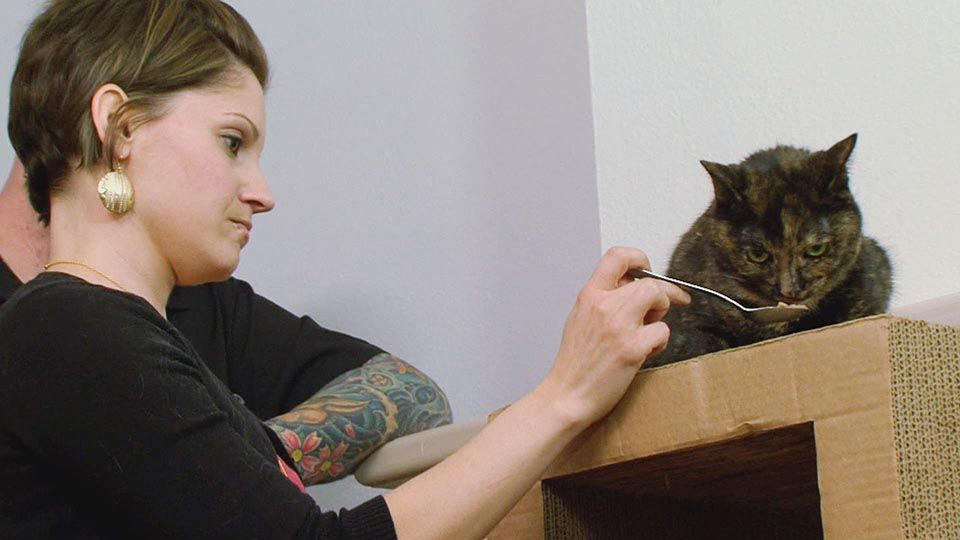 Die Macho-Katze