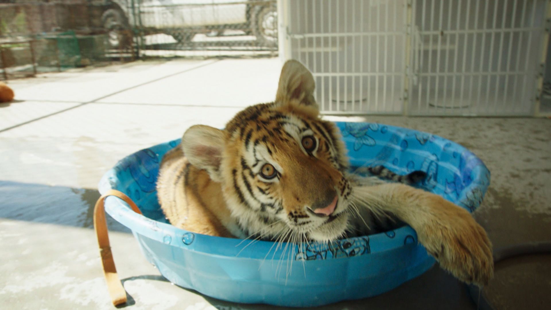 Ein Tiger zieht um