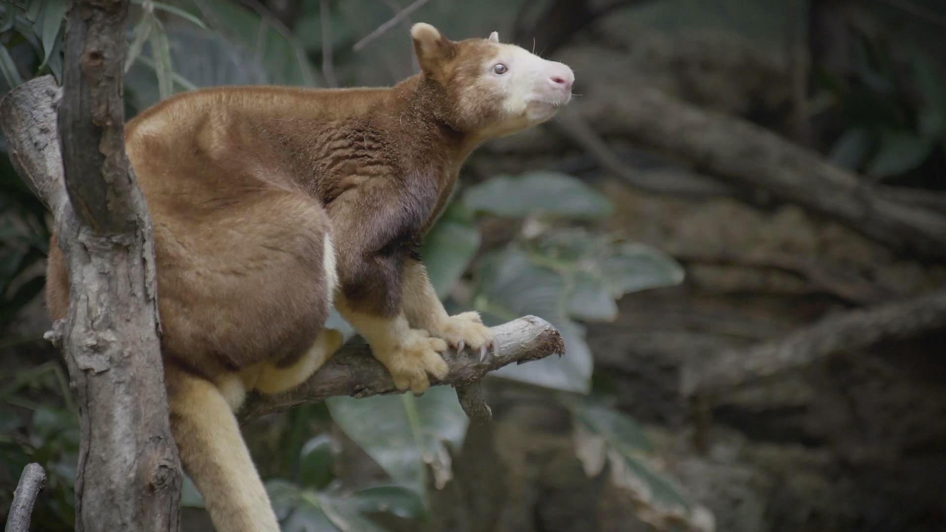 Känguru mit Sexappeal