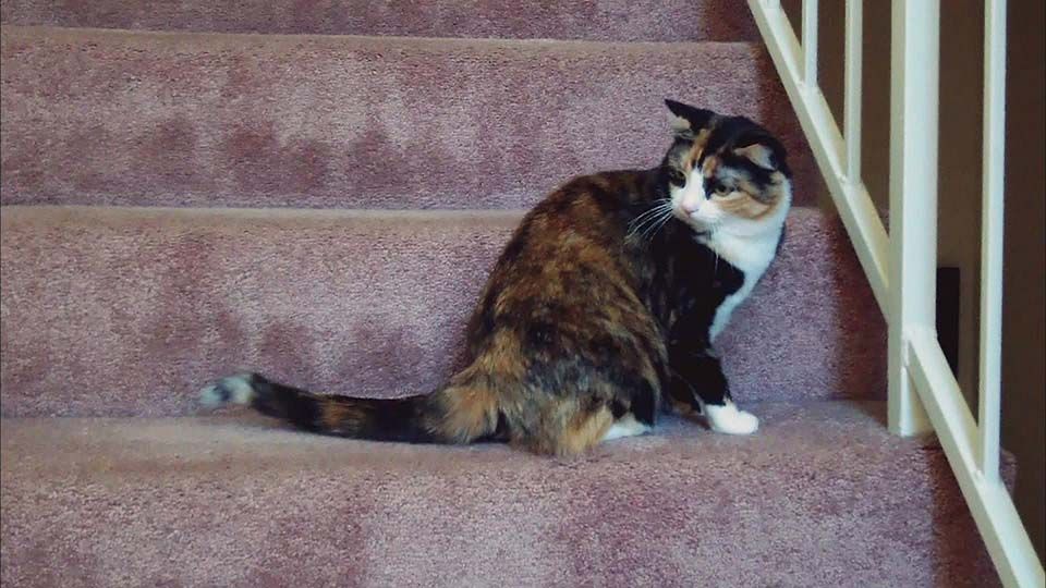 Crazy Daisy