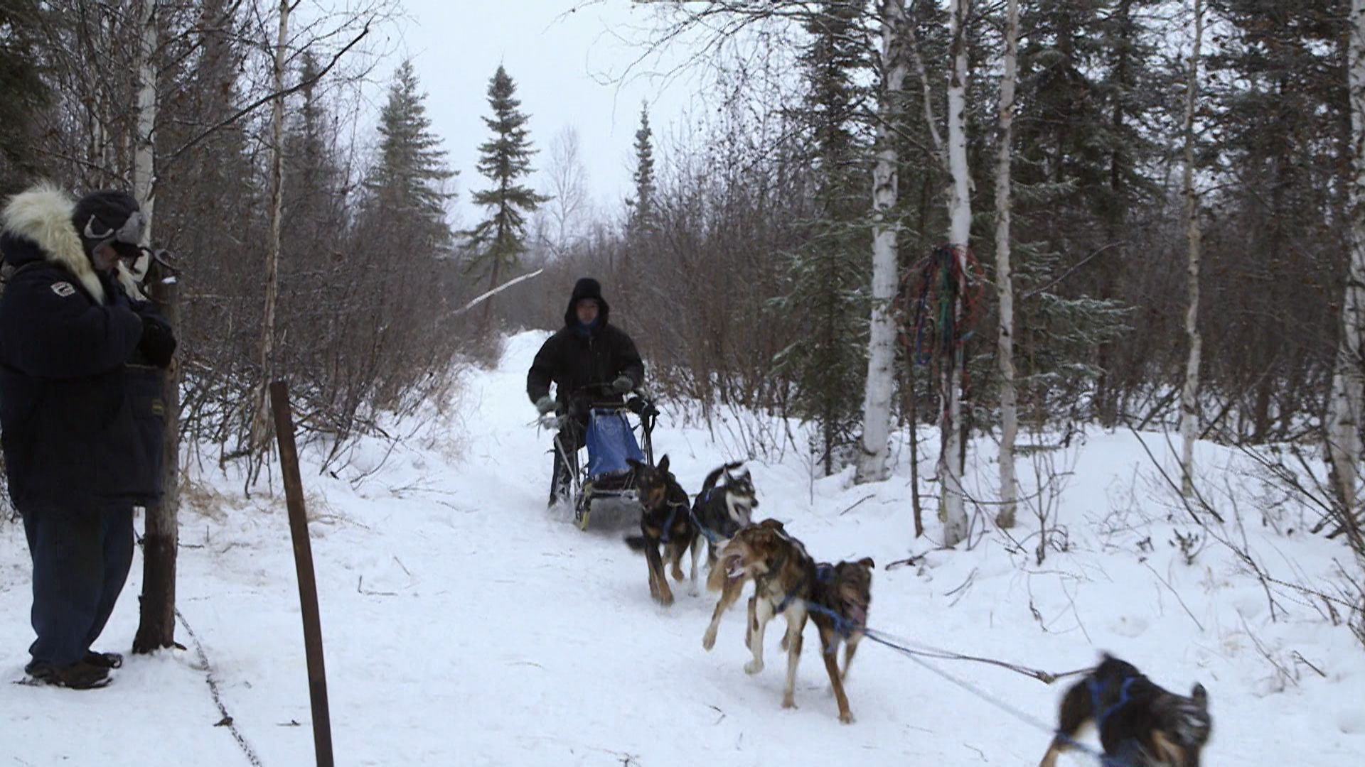 Jagd auf den Leitwolf
