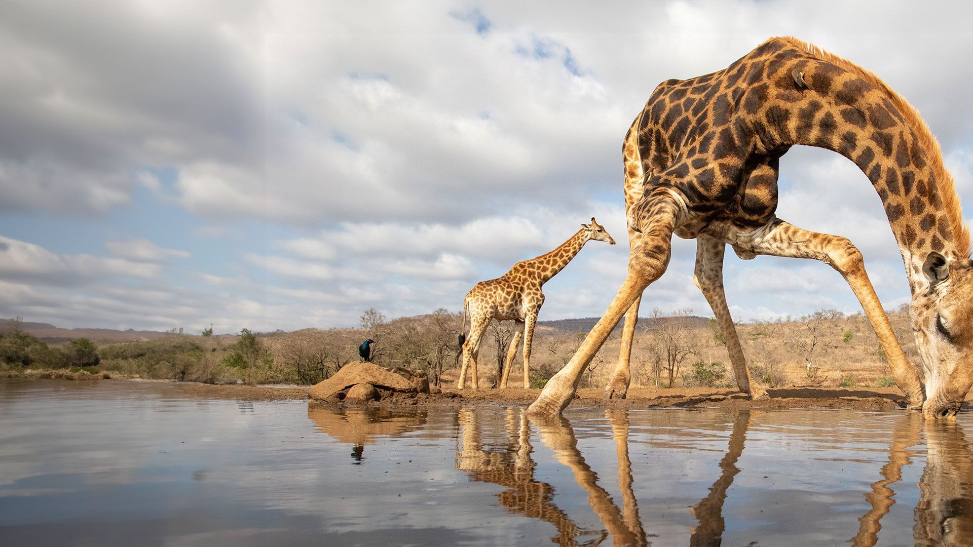 Amazing Animal Families - Episode 6