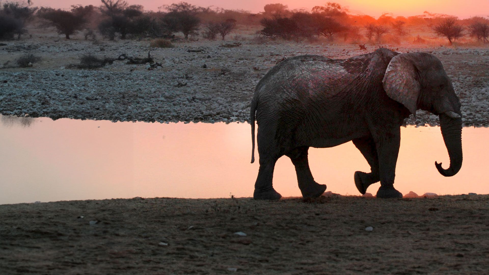 Faszination Afrika