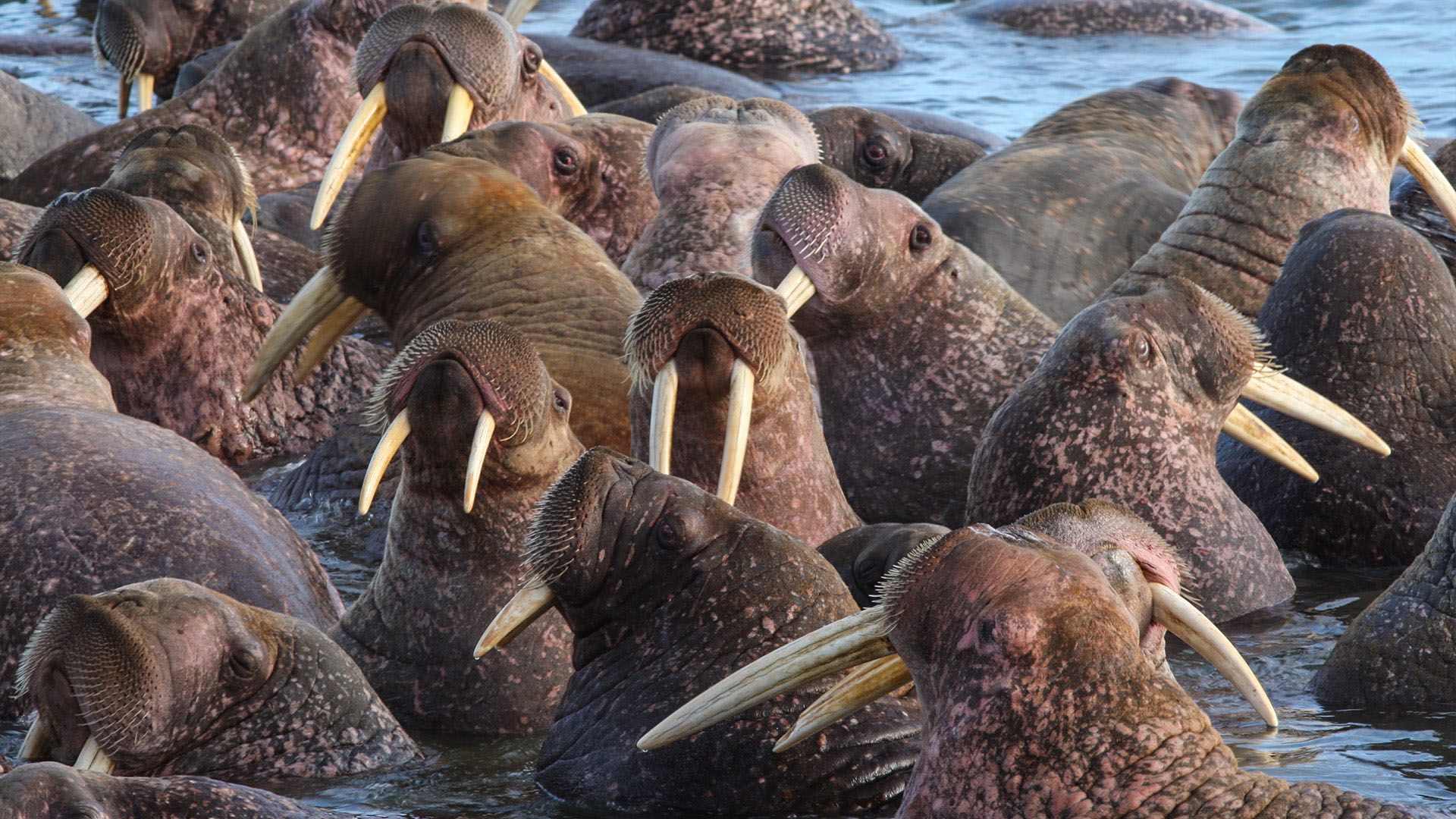 Amazing Animal Families - Episode 2