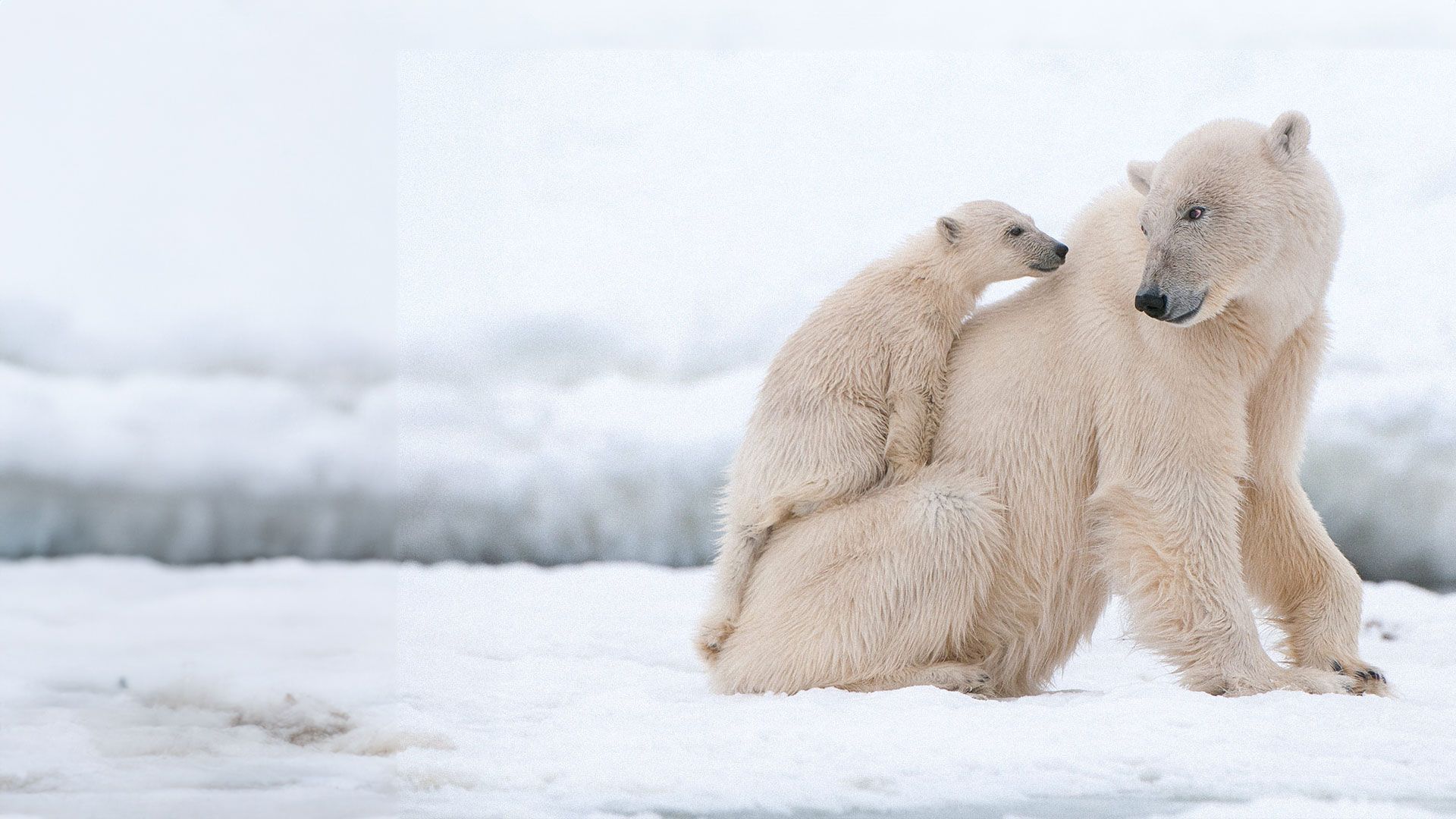 Amazing Animal Families - Episode 8