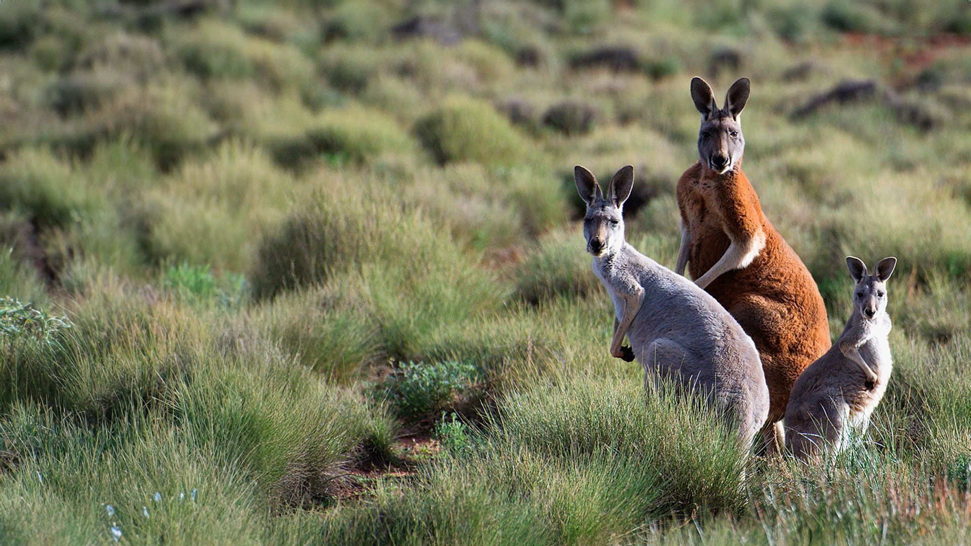 Amazing Animal Families - Episode 7