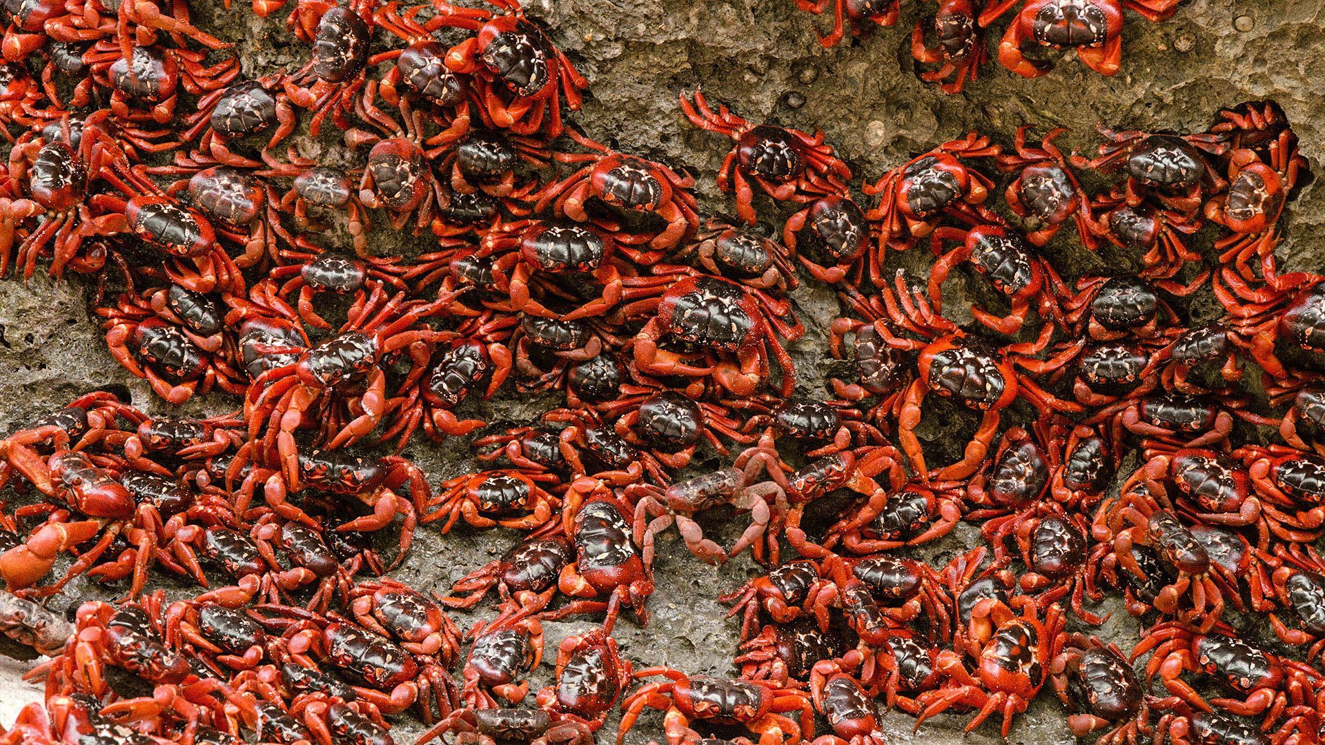Amazing Animal Families - Episode 3