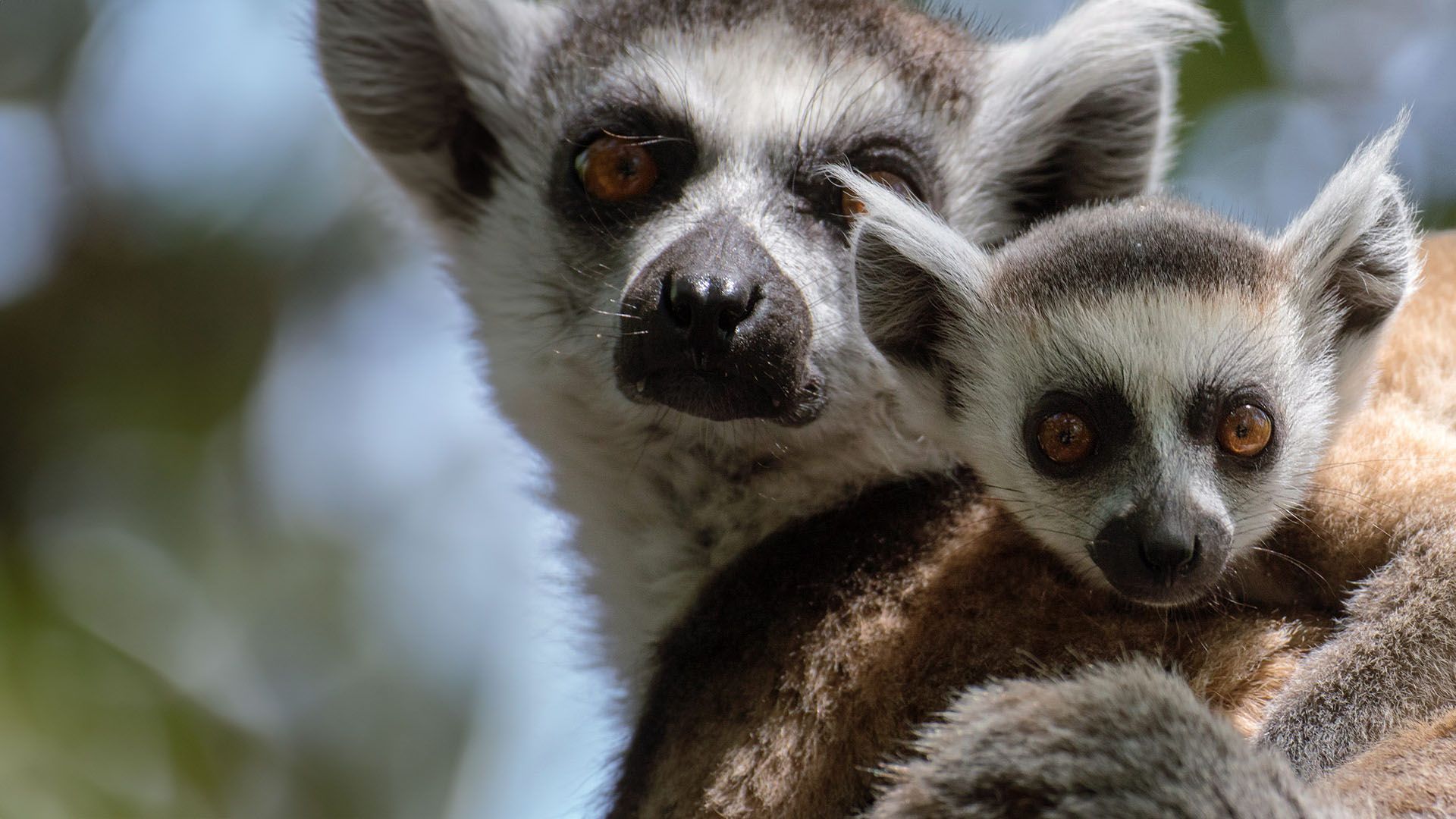 Amazing Animal Families - Episode 1