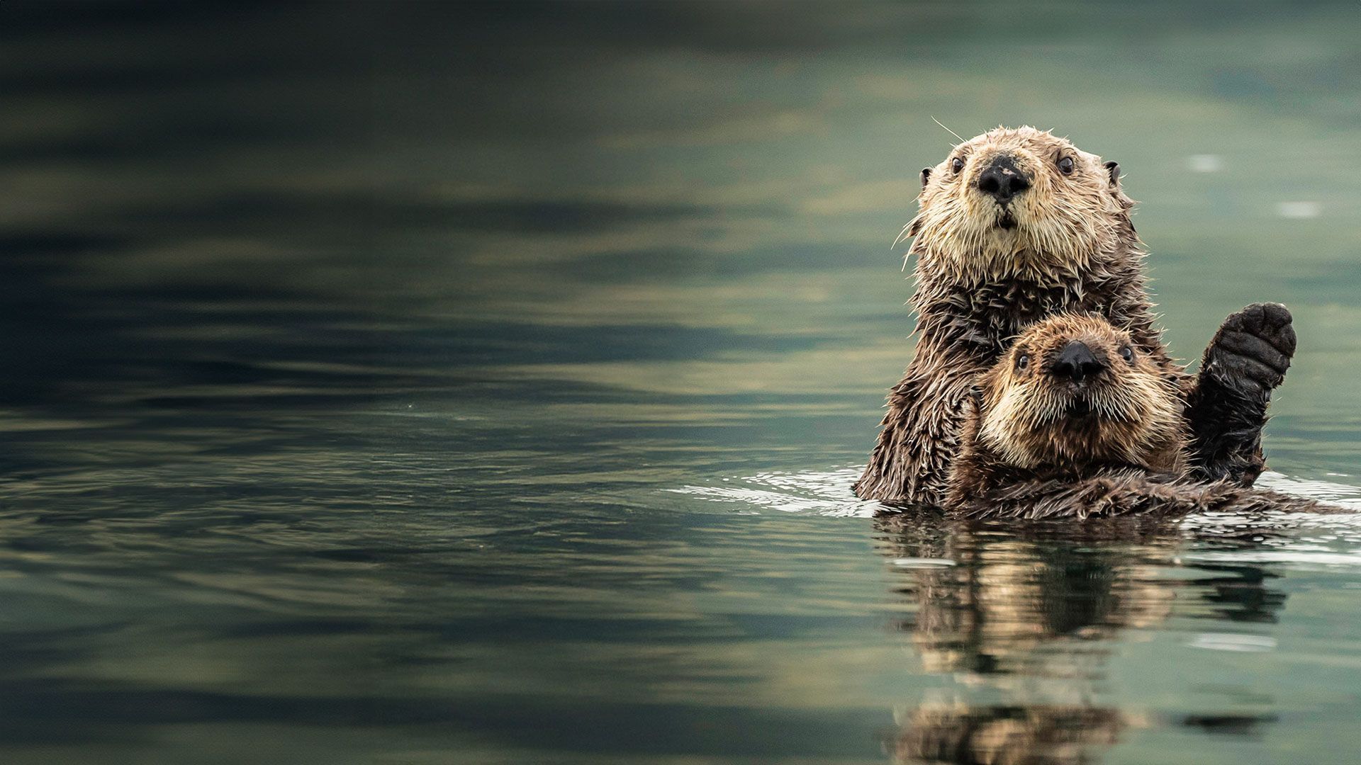 Amazing Animal Families - Episode 4