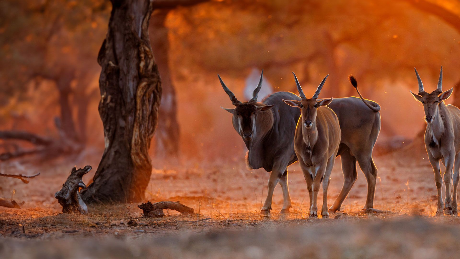 Amazing Animal Families - Episode 9