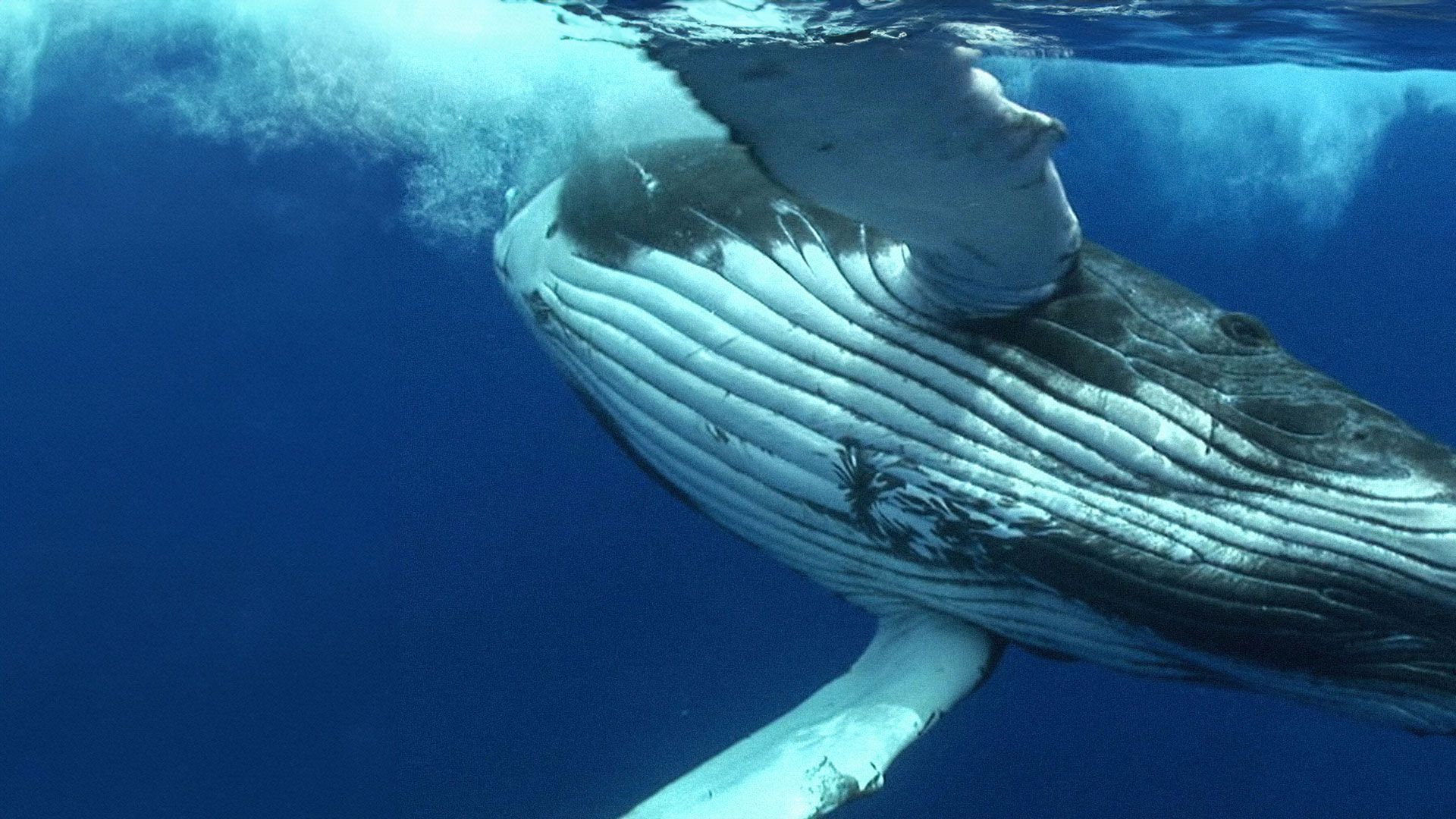 Im Reich der Tiefe - Folge 2: Die letzten Wale von Rurutu