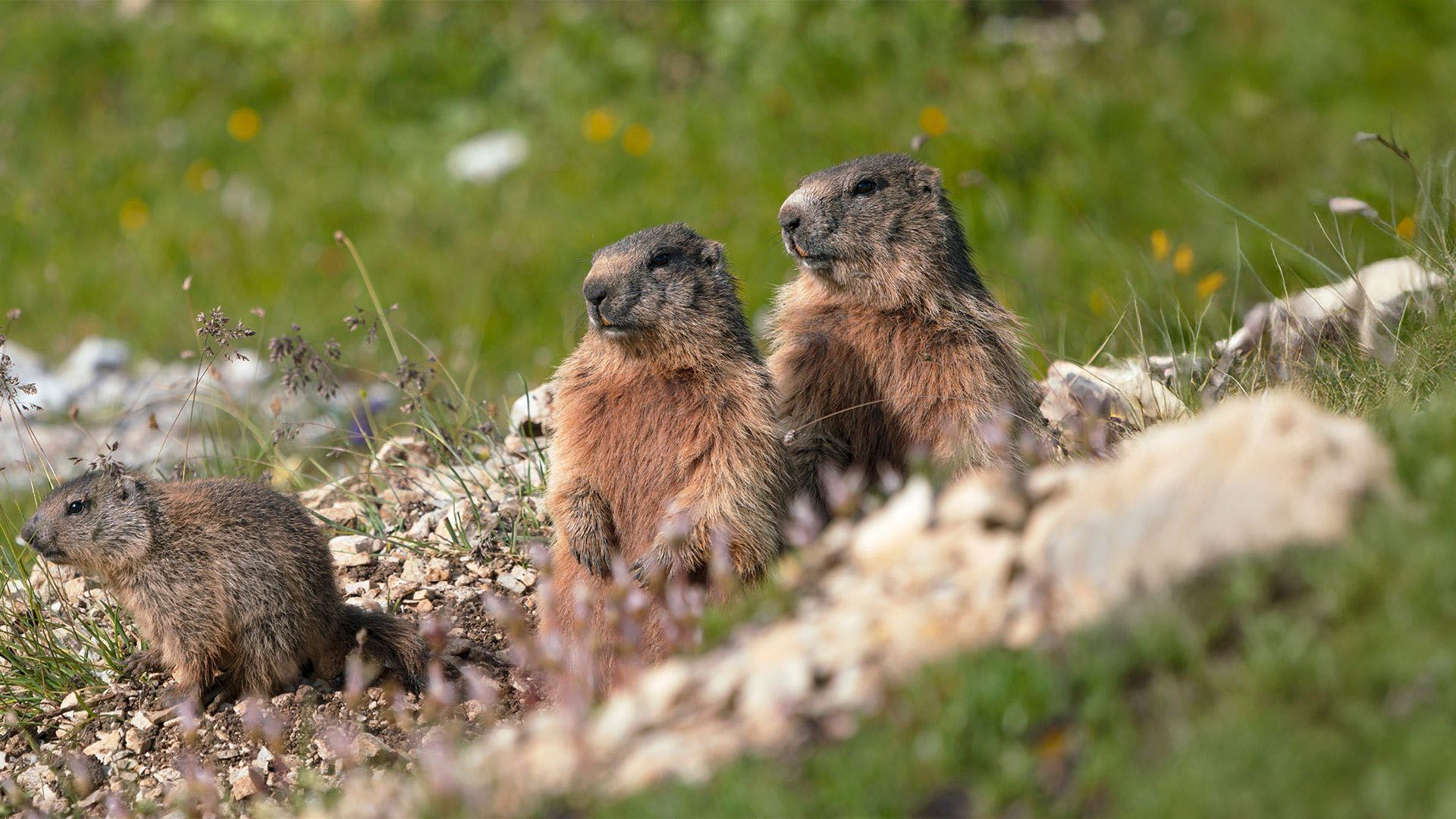 Amazing Animal Families - Episode 5