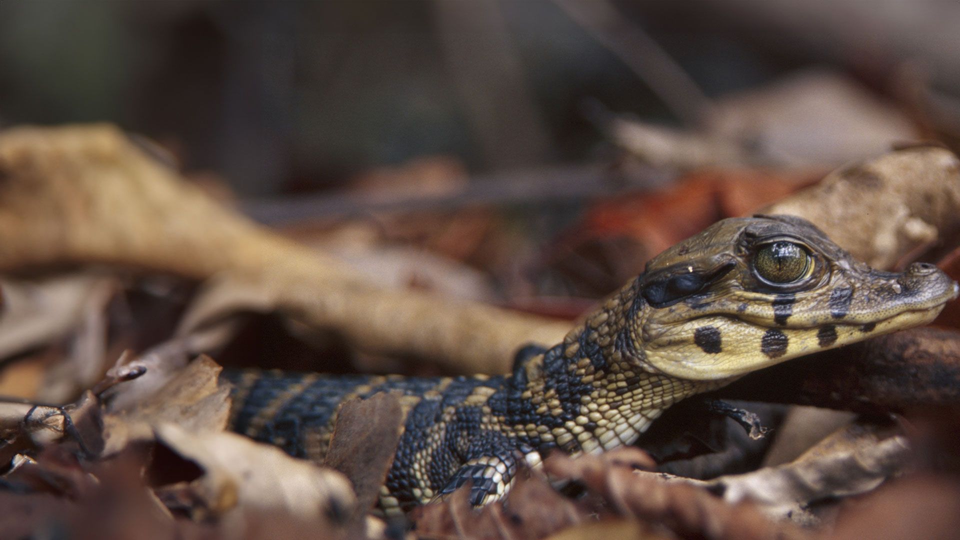 Tief im Regenwald - Folge 1: Im Bann des Kaimans