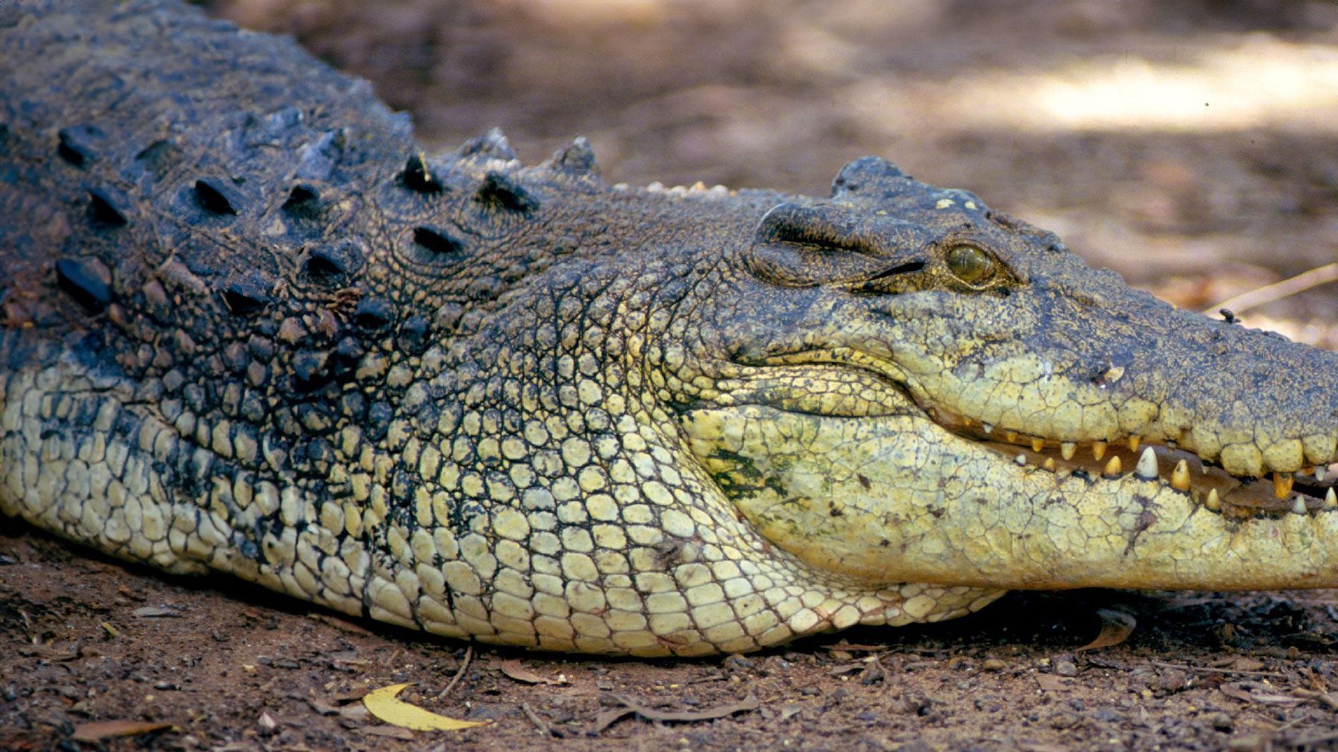 Tiere rüsten auf - Folge 1: Dschungel
