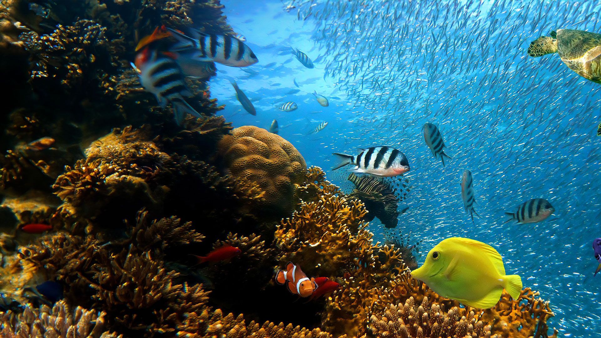 Coral Reef: Magic of the Indo Pacific