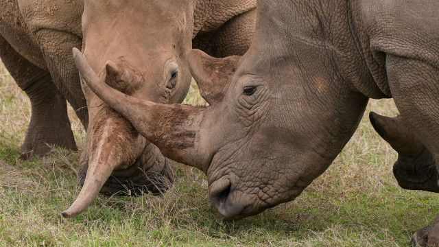 Nashörner - Mit Herz und Horn