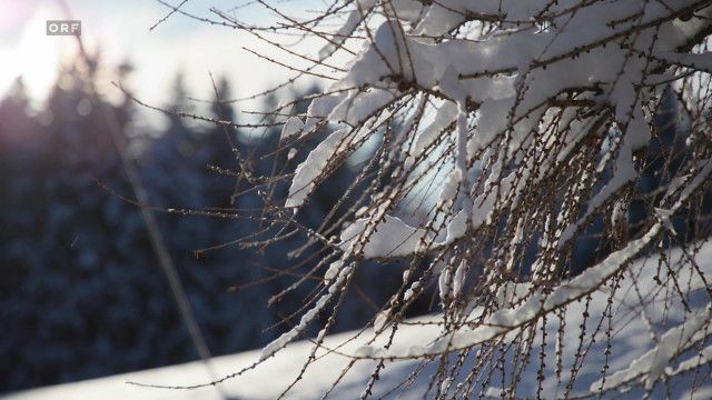 ZIB Magazin Klima: Rückblick auf den eisigen Winter