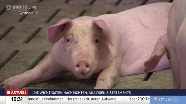 ORF III AKTUELL vom 12.08.2026