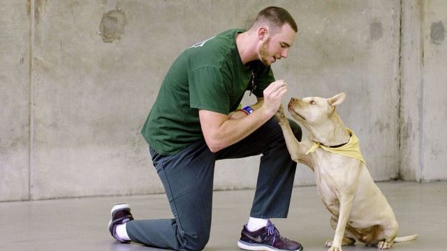 Hund und Mensch - Das Geheimnis einer Freundschaft