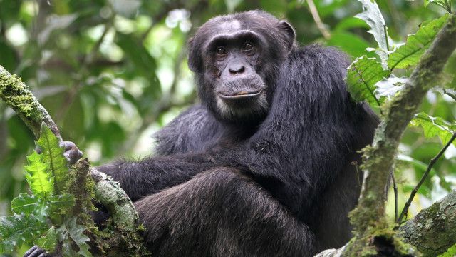 Mythos Kongo - Im Reich der Menschenaffen (2/2)