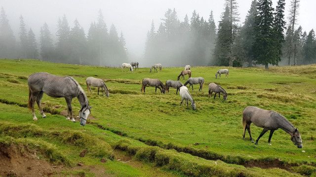 Landleben: Auf den steirischen Almen