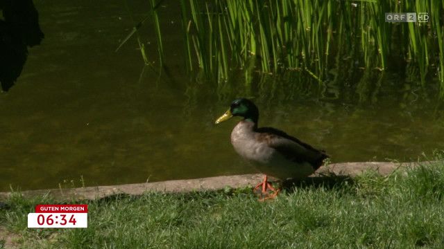 Guten Morgen Österreich vom 01.06.2026