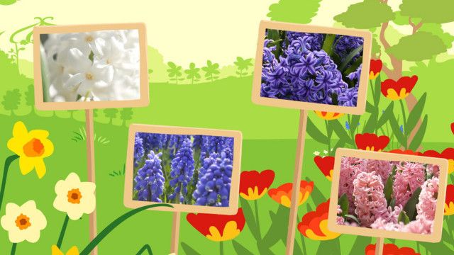 StoryZoo Abenteuer: Abenteuer im Blumenpark - Hyazinthen