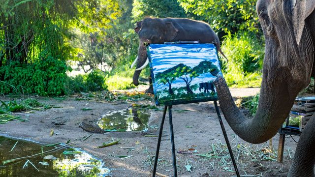 Universum: Tierische Kunst - Die wilde Talenteshow