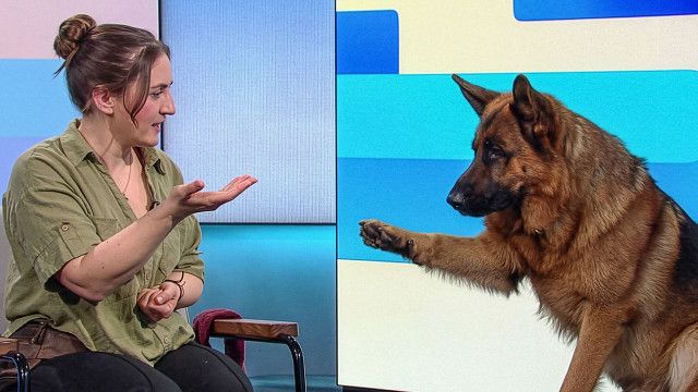 Hinter den Schlagzeilen: "Kommissar Rex"-Comeback inklusive Wurstsemmeln