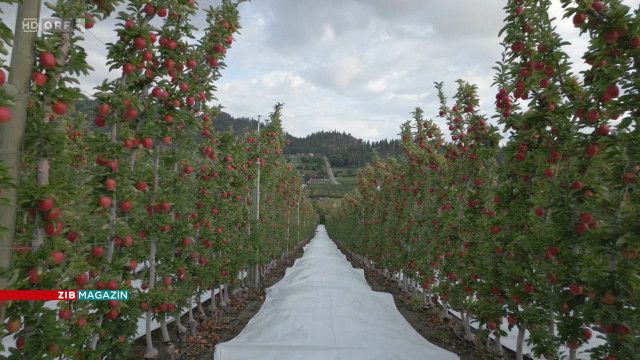 ZIB Magazin Klima: Streuobstwiesen als Lebensraum in Gefahr