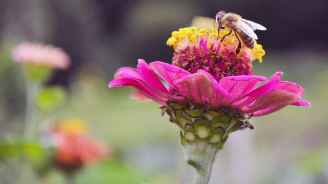 Grünes Glück - Gartenkultur in Vorarlberg