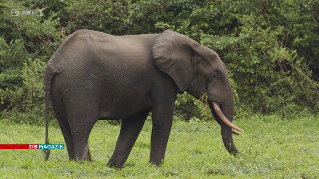 ZIB Magazin Klima: Artenschutz in Zentralafrika