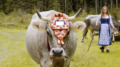 Land der Berge Land der Berge Folge 405: Almgeschichten aus der Steiermark