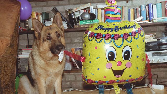 Kult-Serie "Kommissar Rex" (10/15): Happy Birthday