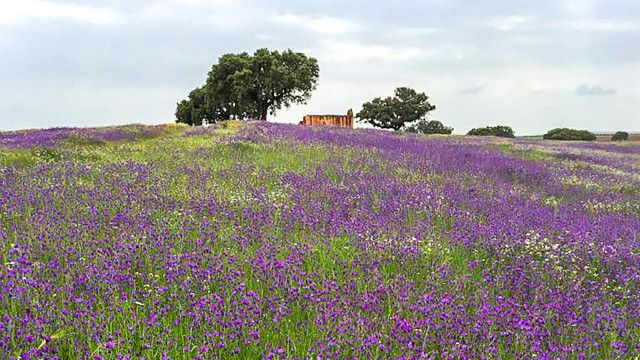 Der Geschmack Europas: Der portugiesische Alentejo