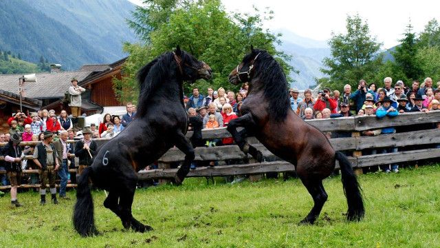 Pferdeland Salzburg