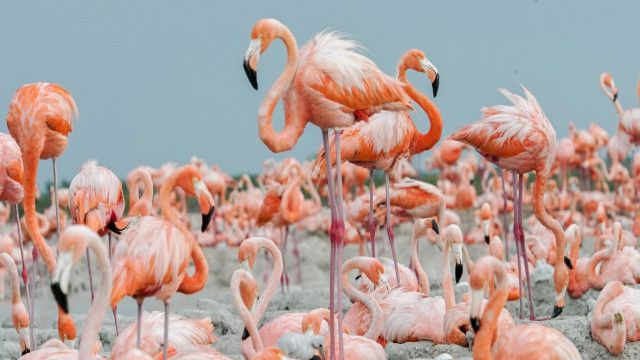 Universum: Mexikos magische Tierwanderungen