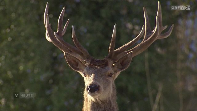 Vorarlberg heute vom 29.03.2026
