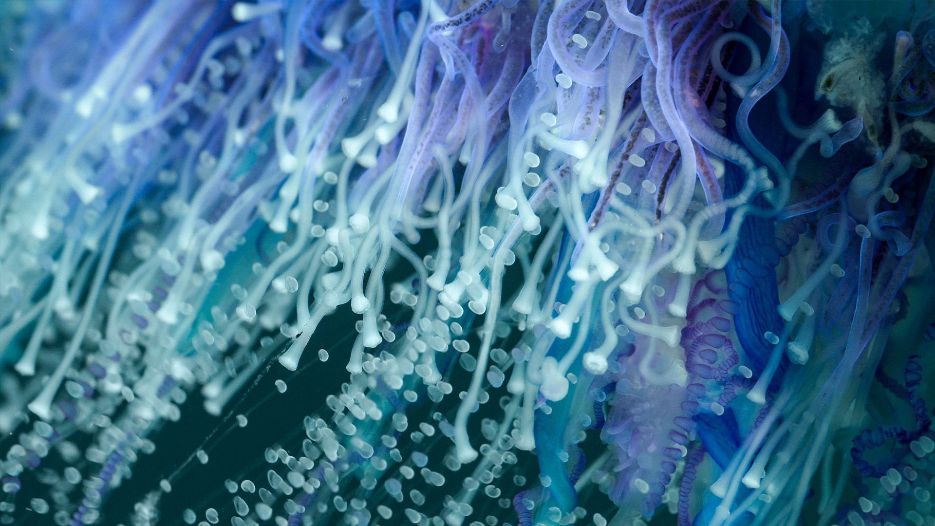 Universum