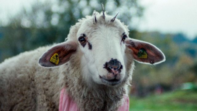 Sheep (3/5): Käfige