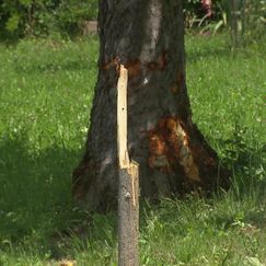 Alkoholisierte Lenkerin prallt gegen Baum