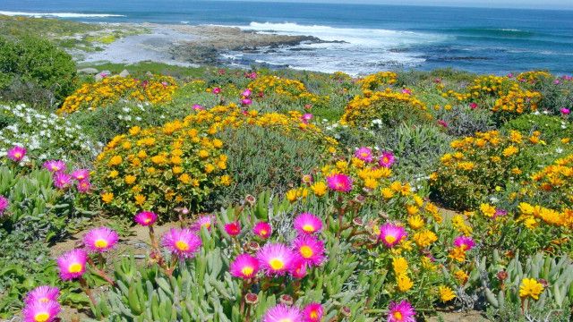 Namaqualand - Der Blumengarten Afrikas