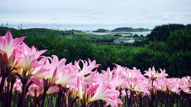 Die Inseln der Queen: Die Scilly-Inseln