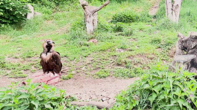 SCHAU-FENSTER: Mönchsgeier und Gänsegeier aus dem Zoo Salzburg