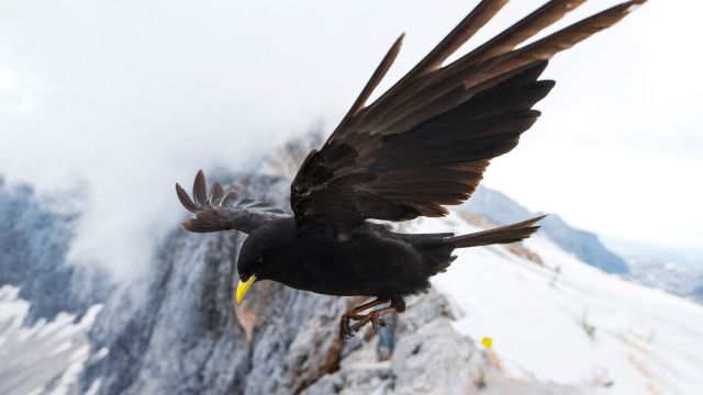 Von der Steppe in die Alpen - Vögel in Österreich