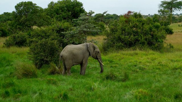 Kenias Elefanten-Highway